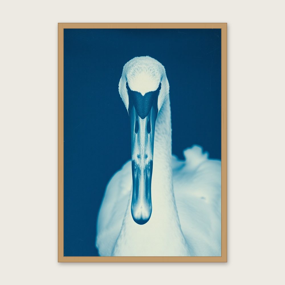 Framed Cyanotype Print of Mute Swan - Two Tone Animal Wall Art in a oak frame