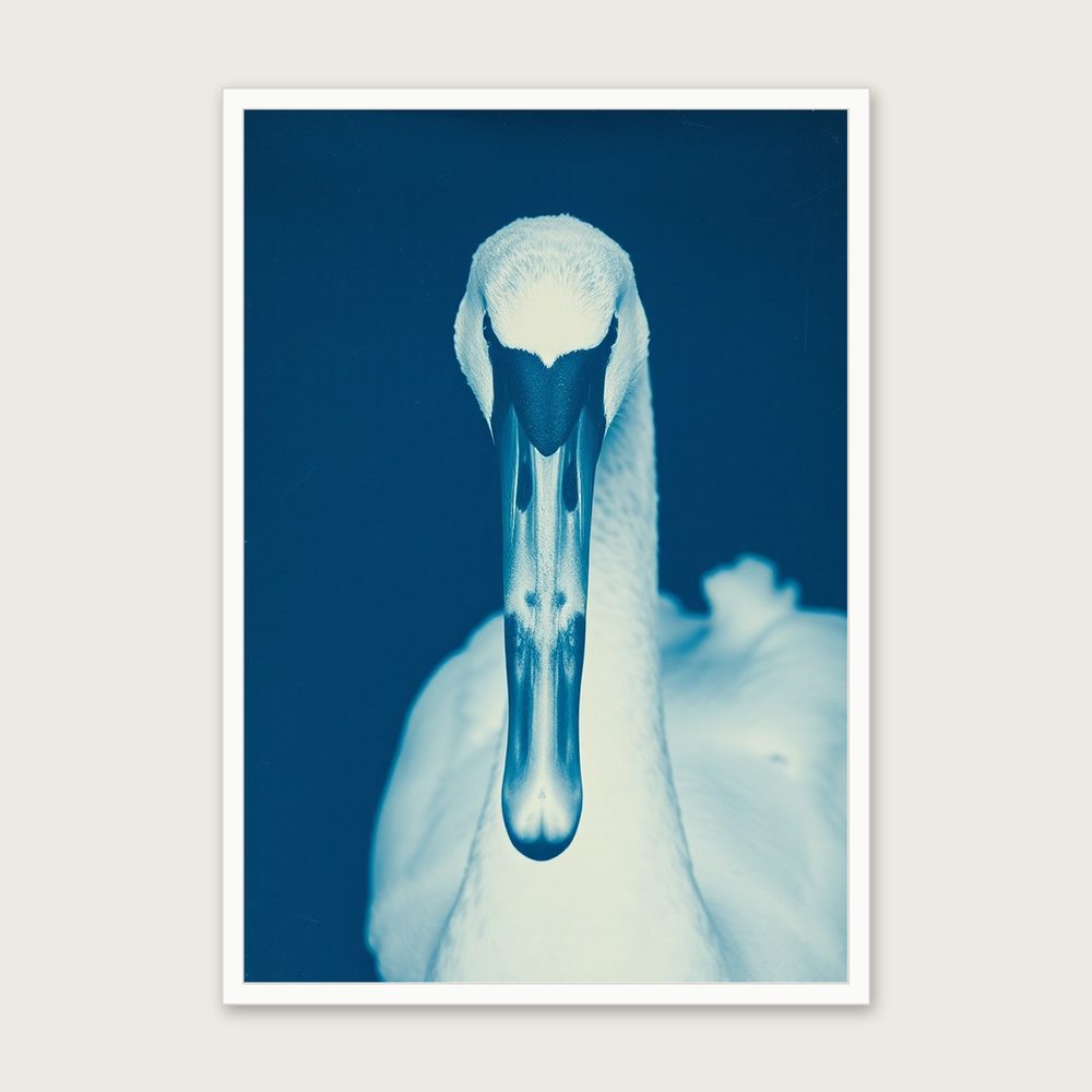 Framed Cyanotype Print of Mute Swan - Two Tone Animal Wall Art in a white frame