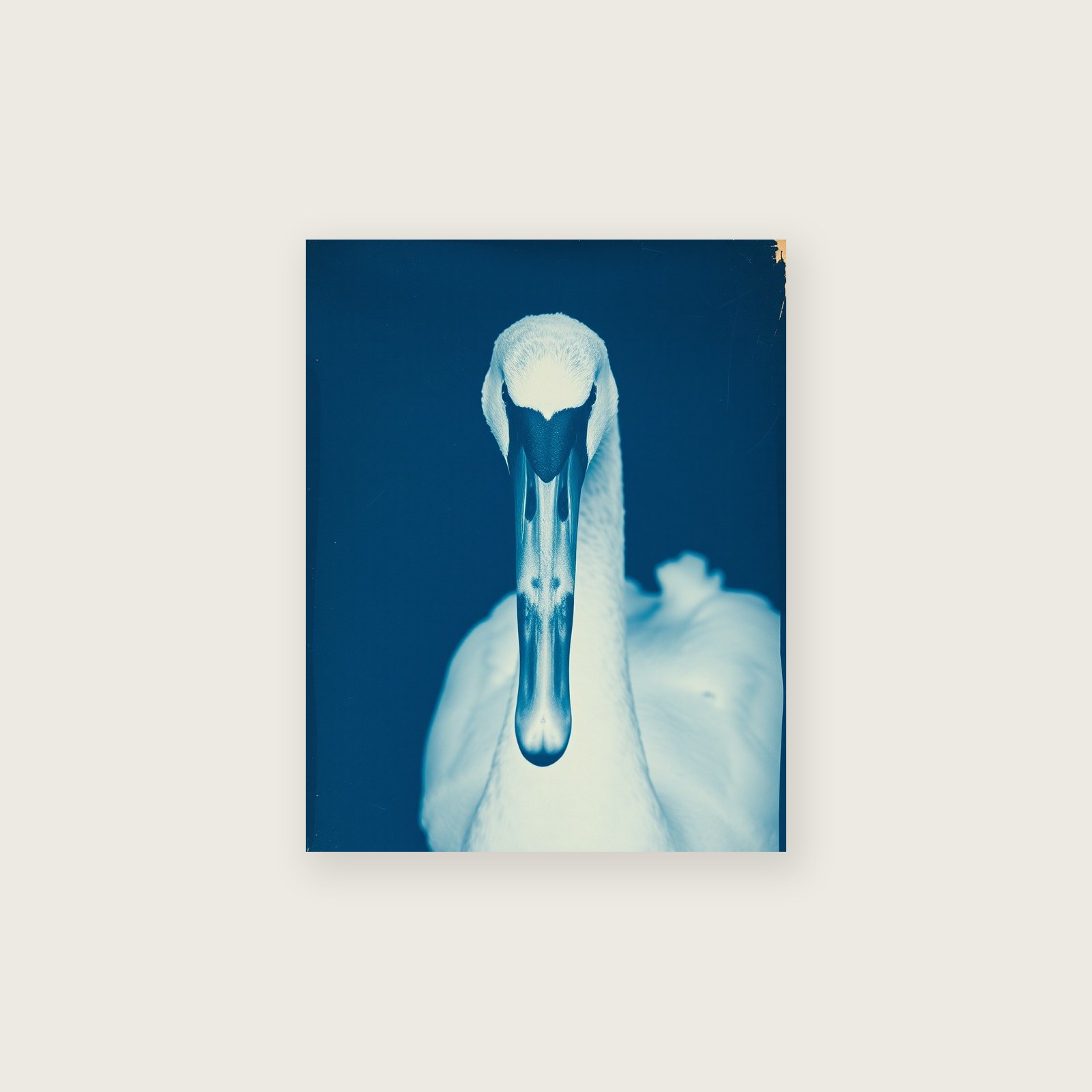 Framed Cyanotype Print of Mute Swan - Two Tone Animal Wall Art, unframed print